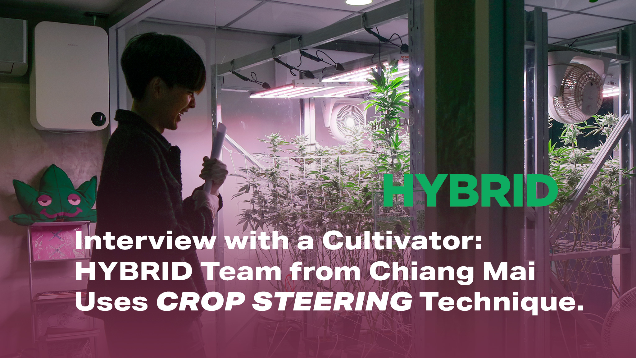 Interview with a Cultivator HYBRID Team from Chiang Mai Uses Crop Steering Technique