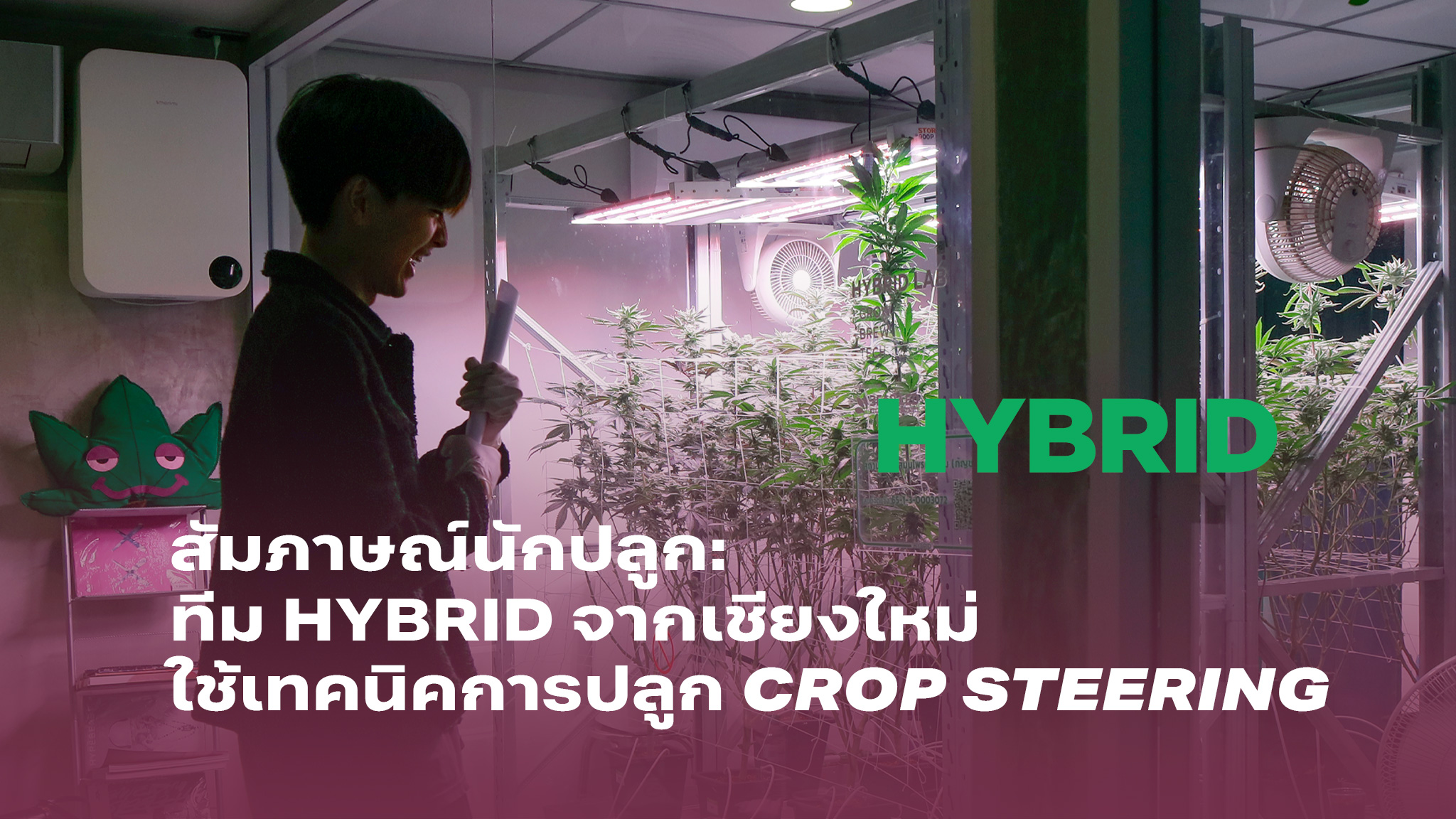 สัมภาษณ์นักปลูก ทีม HYBRID จากเชียงใหม่ใช้เทคนิคการปลูกแบบควบคุมการเจริญเติบโตของพืช Crop Steering